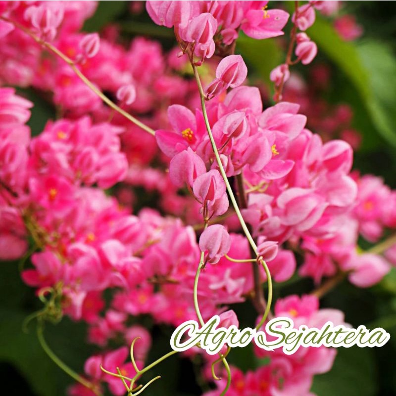 Bibit Bunga Air Mata Pengantin - AMP - Bunga Hias - Tanaman Bunga