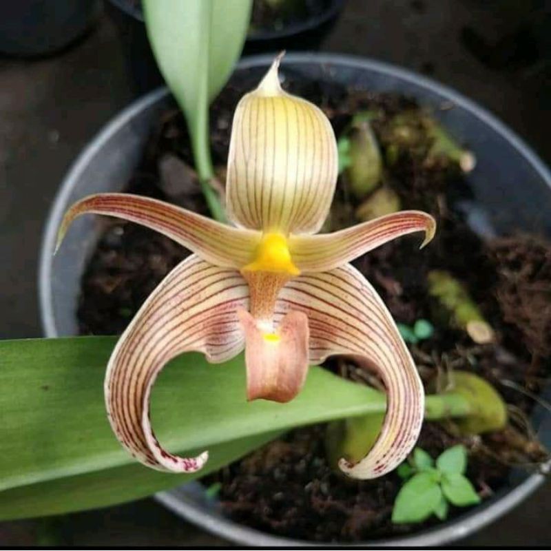 anggrek bulbopyllum lubii