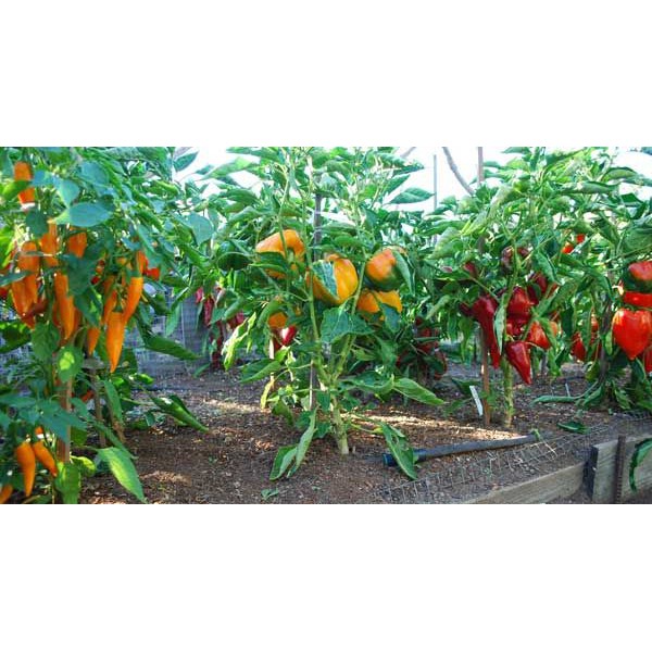 BS-BYL Bibit Cabe Hias Pelangi Benih Tanaman Sayuran Cabai Carolina Reaper Merah Bolivian Rainbow Katokkon Numex Giant Raksasa Sweet Italian Ungu Hitam-3