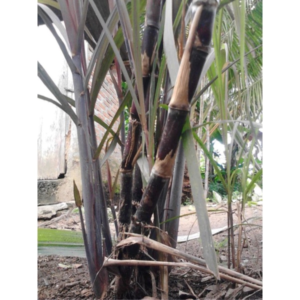 jual tebu hitam atau tebu ireng obat herbal 1kg