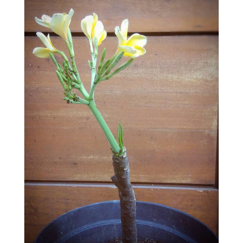 Pohon Bunga Kamboja Bali Kuning Putih | Plumeria | Bibit Bunga Kamboja Bali
