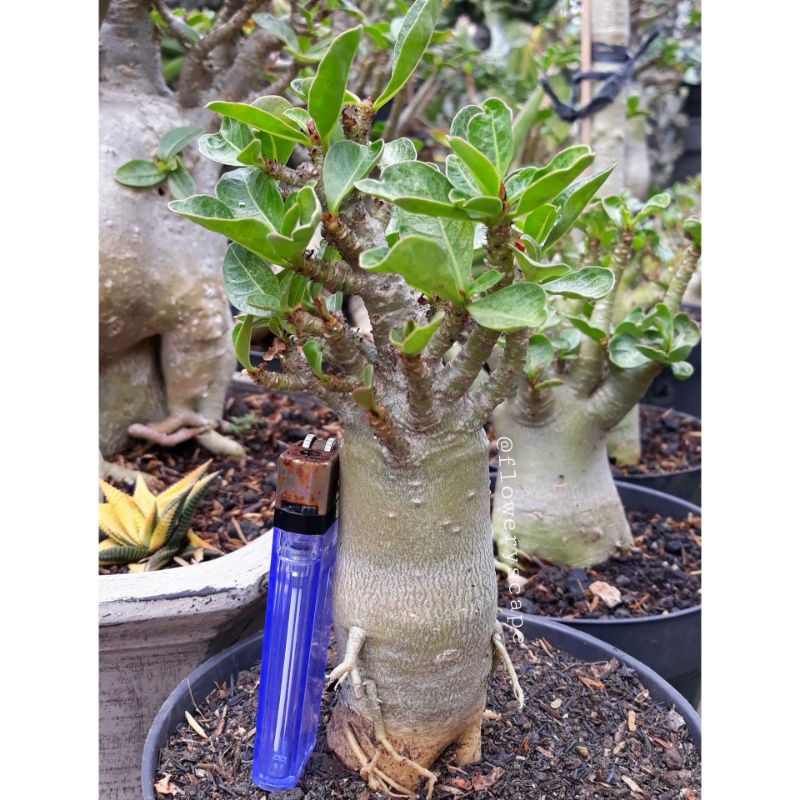 adenium karakter /adenium eb / adenium mkmk