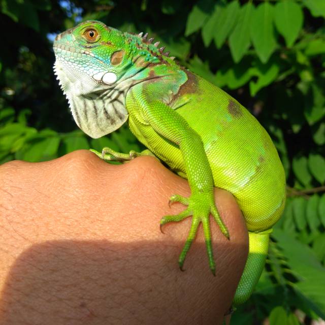 Green Iguana Jantan 400k.