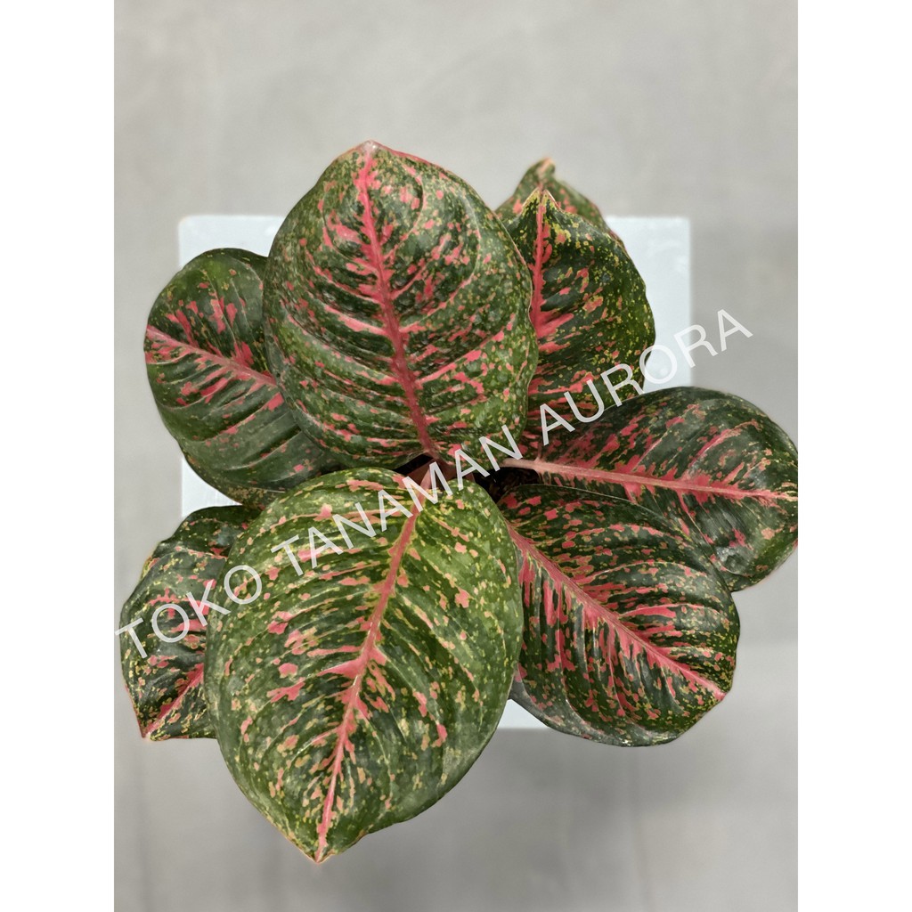 Aglonema Black Wulandari