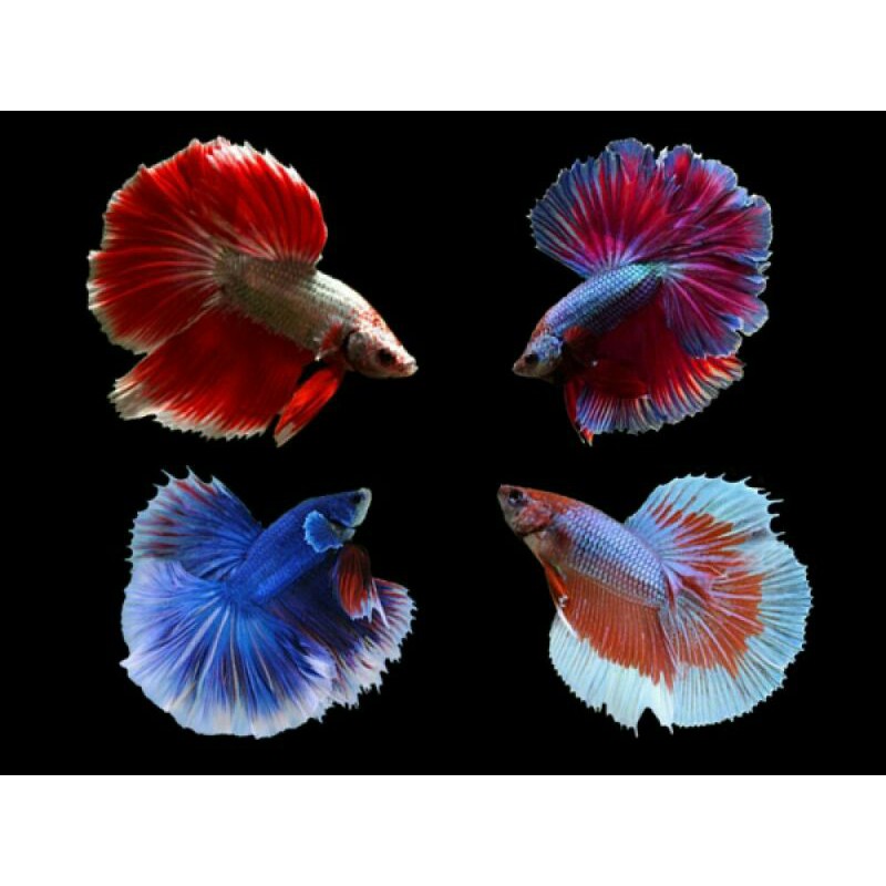 ikan cupang halfmoon