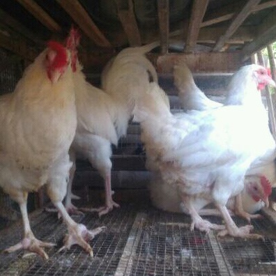 Telur Tetas Ayam Kampung Petelur Super Elba  Betina&amp;jantan putih polos,Garansi Fertil