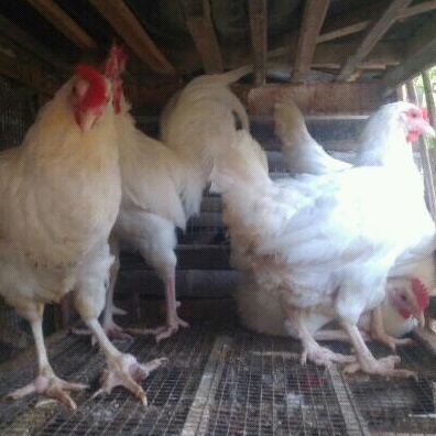 

Telur Tetas Ayam Kampung Petelur Super Elba Betina Jantan putih polos
