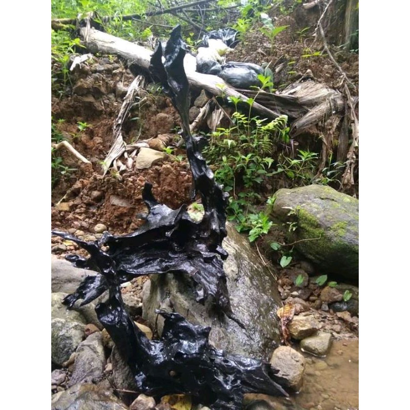 Kayu aquarium besar dan baguss