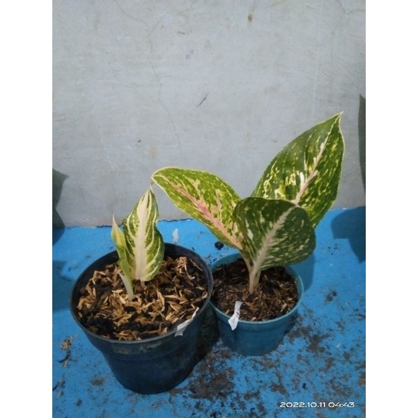 Aglo Pink Sunset dan Big papa link live sale