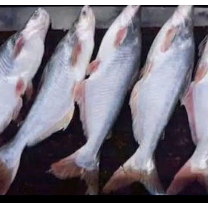 

Ikan Patin 500gram-1000gram