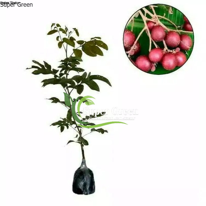 Bibit kelengkeng merah 1meter super genjah