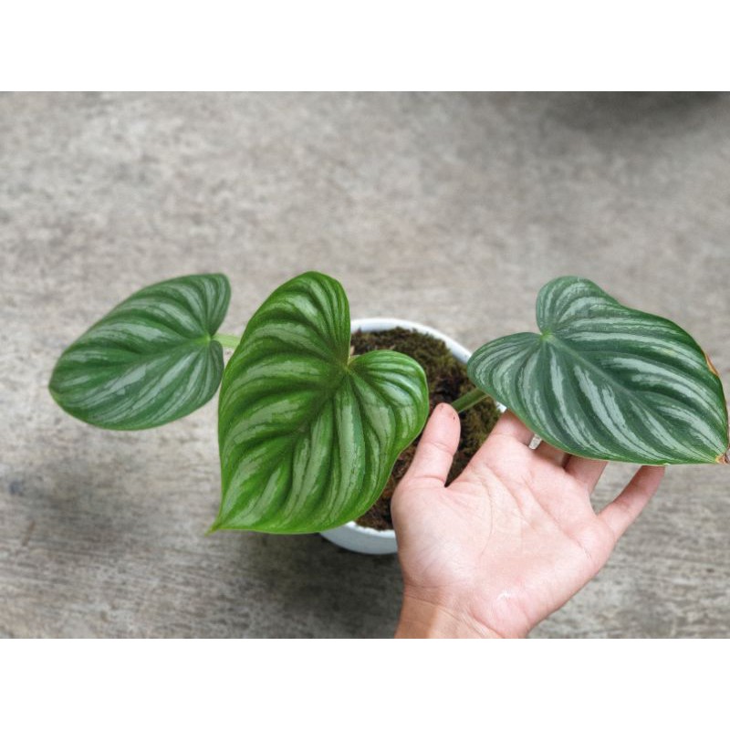 Philodendron plowmanii