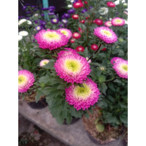 bunga krisan import/perbiji/chrysanthemum/aster