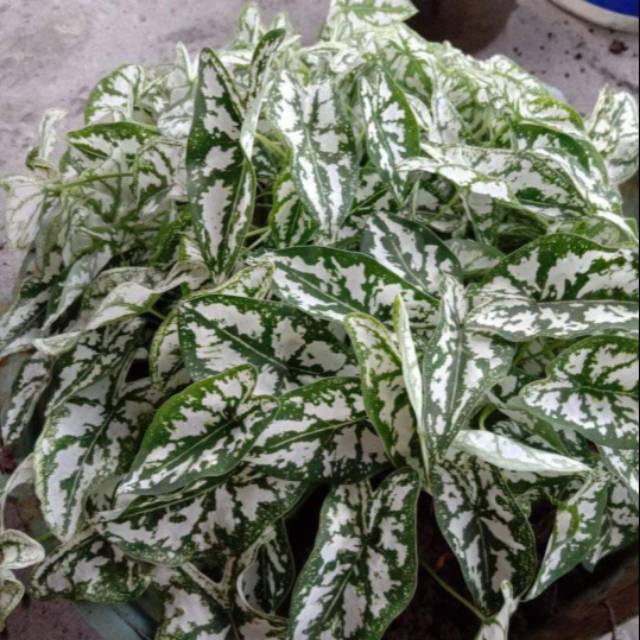 Cladium liliput/keladi mutiara.bongol/umbi.minimal pembelian 20biji