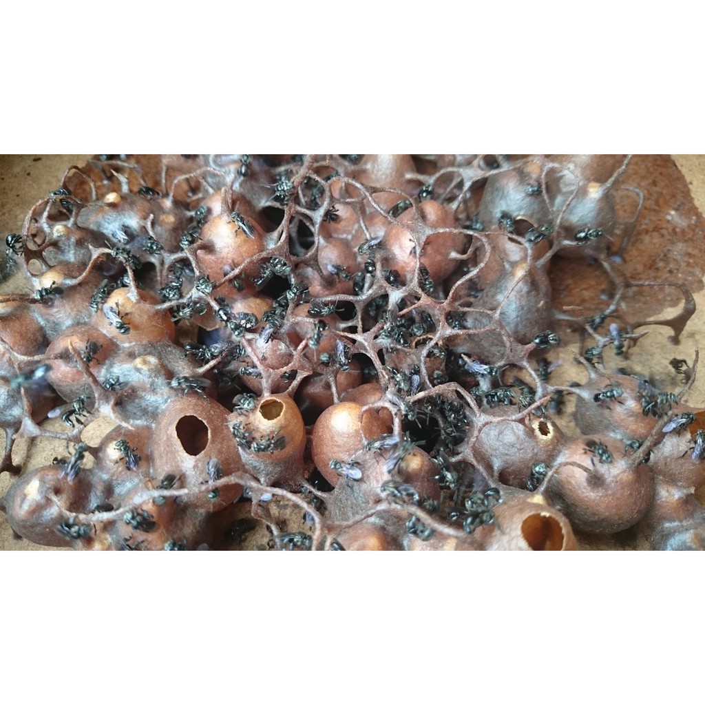 

Madu Kelulut 1/2 Kg