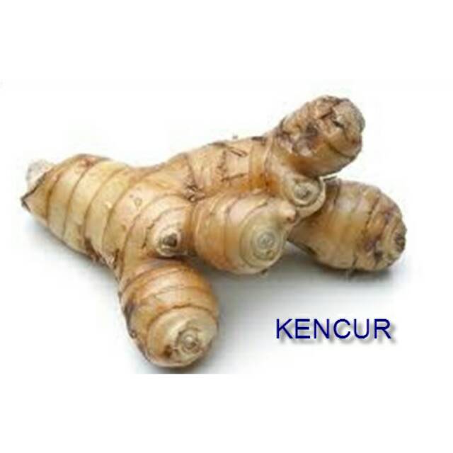 

kencur pilihan 70