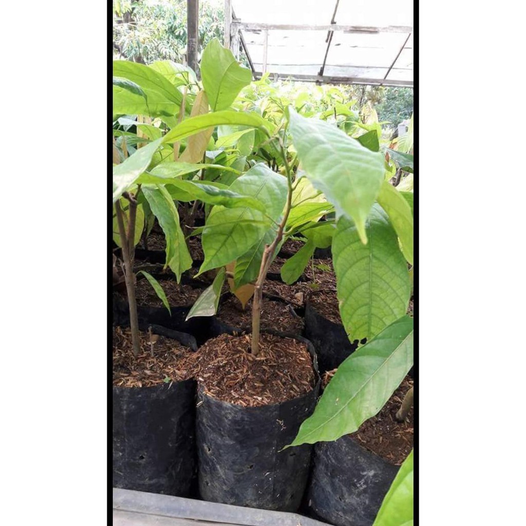 C@Ri Ready Bibit Tanaman Kakao Coklat Hibrida Unggul - Benih / Biji / Bibit