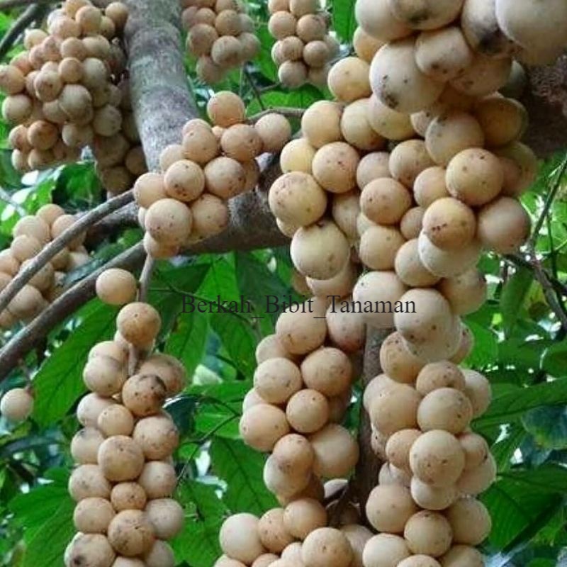 

BIBIT DUKU ASLI PALEMBANG (1kg bisa dimuat 4 produk)