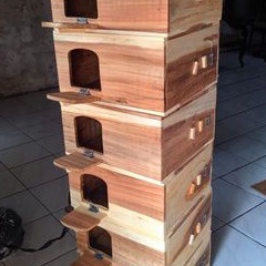 Gupon Merpati Rumah Burung Dara