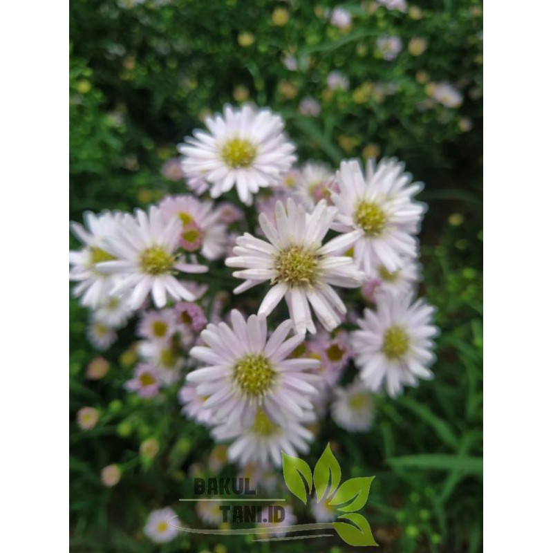 Suplier Tanaman Hias Bunga Pikok Atau Peacock Pink dmdLknKUeklGKgz