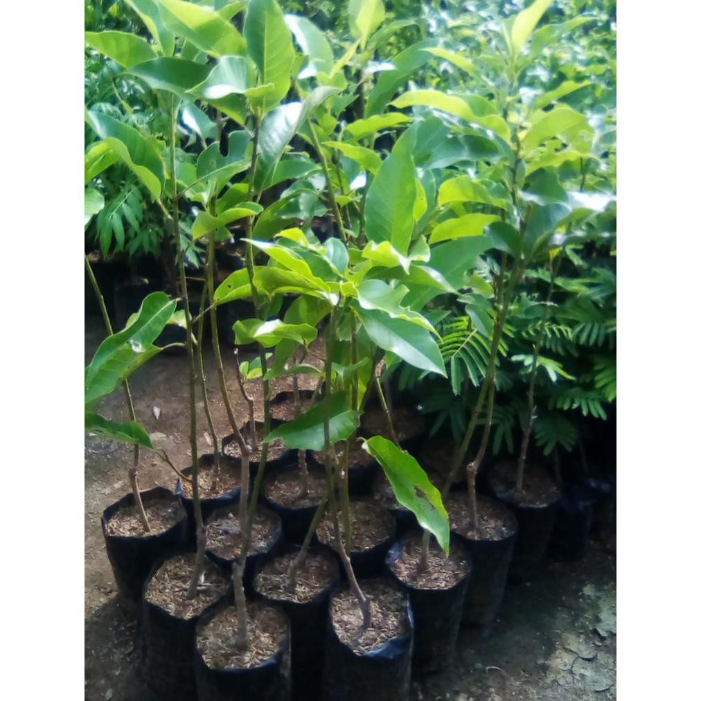 BIBIT ALPUKAT ALIGATOR 70CM OKULASI //ALPUKAT ALIGATOR //BIBIT ALPUKAT UNGGUL $_$