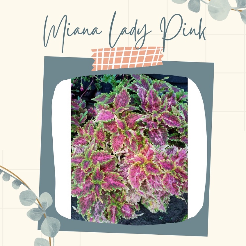 Bunga Miana Premium Lady Pink Tanaman Hias Miana Premium Miana Lady Pink