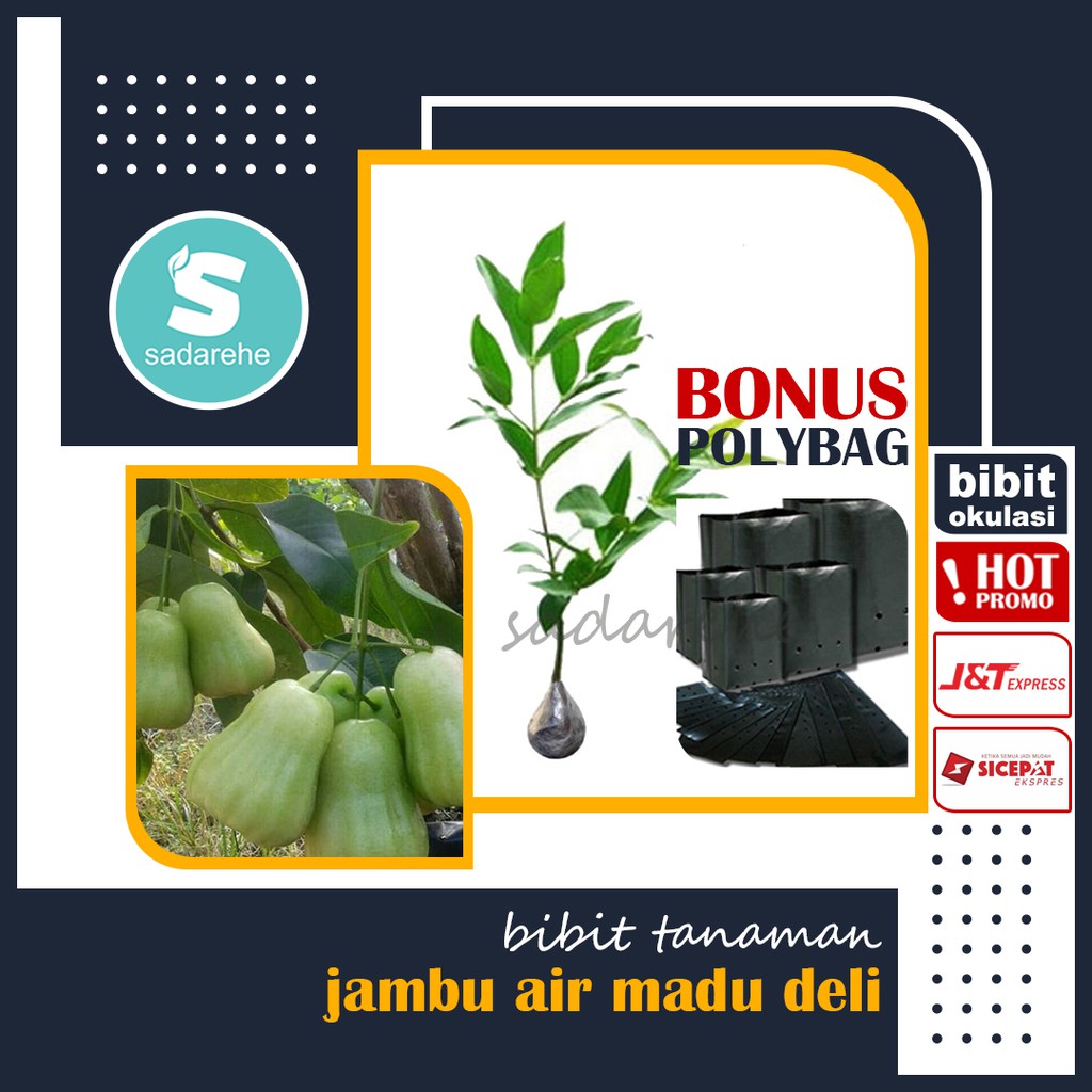 Bibit Tanaman Jambu Air Madu Deli - Bibit Jambu Deli - Bibit Okulasi