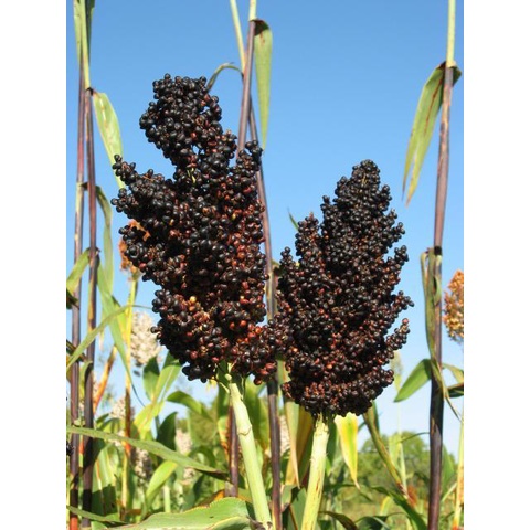 Victory Seed Bibit Benih Jagung Sorgum Cantel Hitam (Isi 5 Gram)
