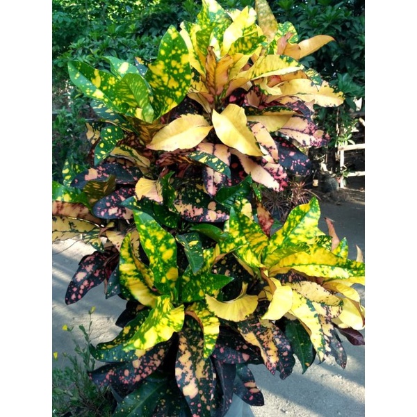 tanaman hias bunga puring koleksi bunga puring manikmaya