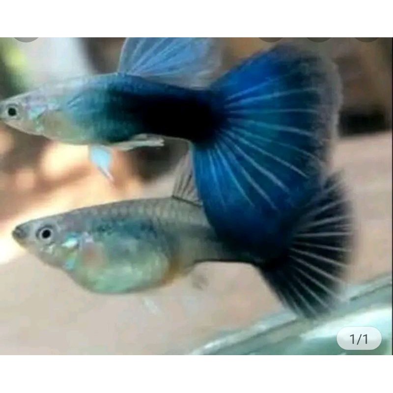 

ikan Guppy hb blue