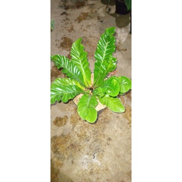 kadaka lasagna cobra