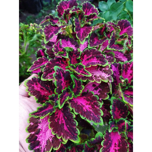 miana/iller/coleous/miana sultan