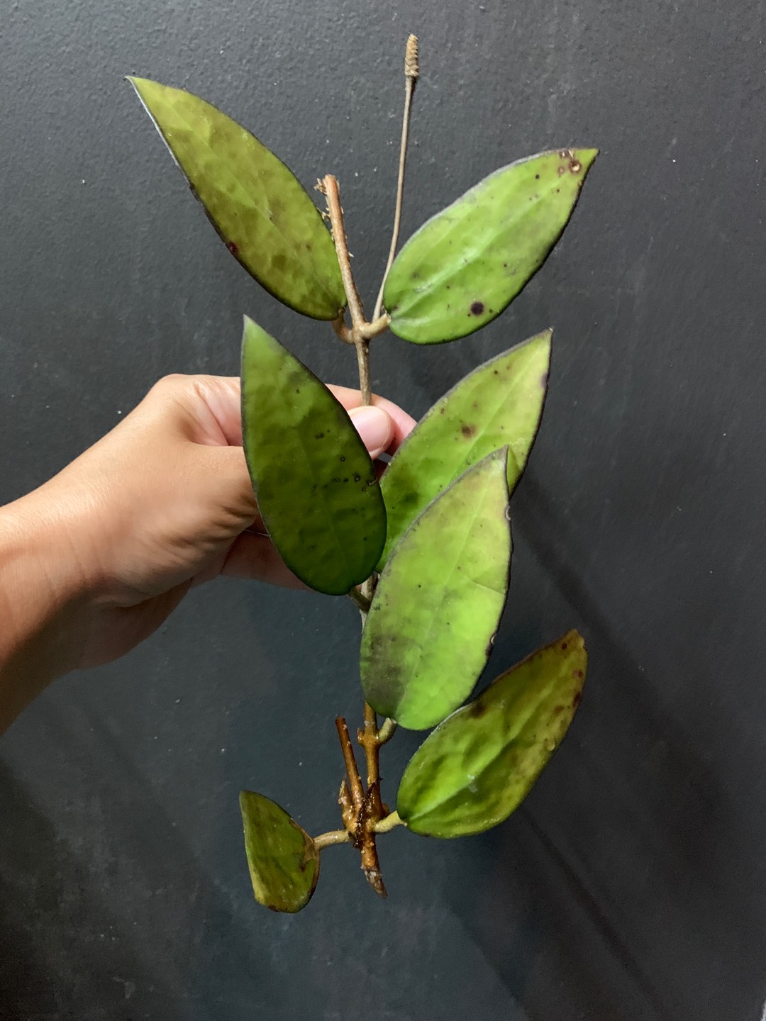 Hoya Verticilata