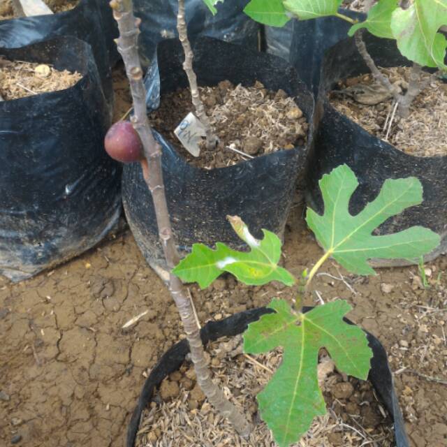 Pohon Tin / Ara Berbuah