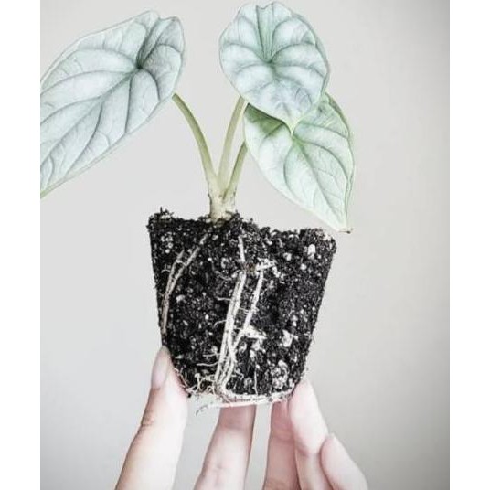 Promo Tanaman Hias Alocasia Silver Dragon Scale Alokasia Baginda Keladi Black Silver Limited Shopee Indonesia