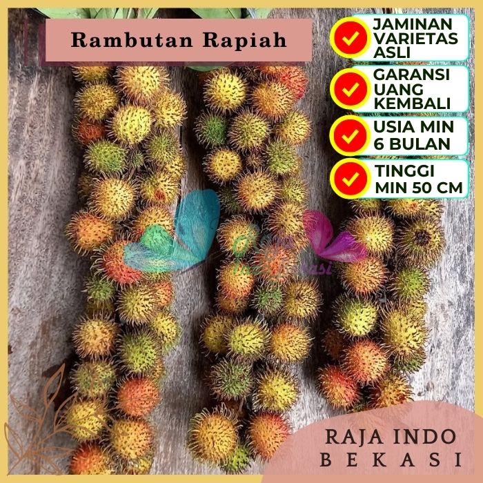 Bibit Tanaman Buah RAMBUTAN RAPIAH Premium