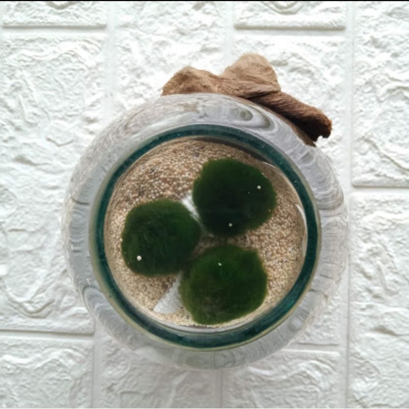 Marimo Moss Ball In Glasswood Kacatiup 15 Cm >3 Alga Jepang