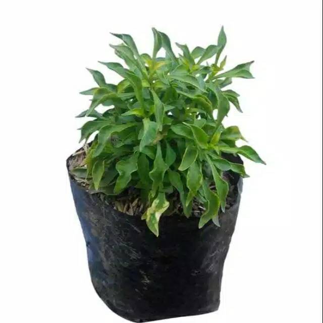 Tanaman hias krokot hijau - krokot