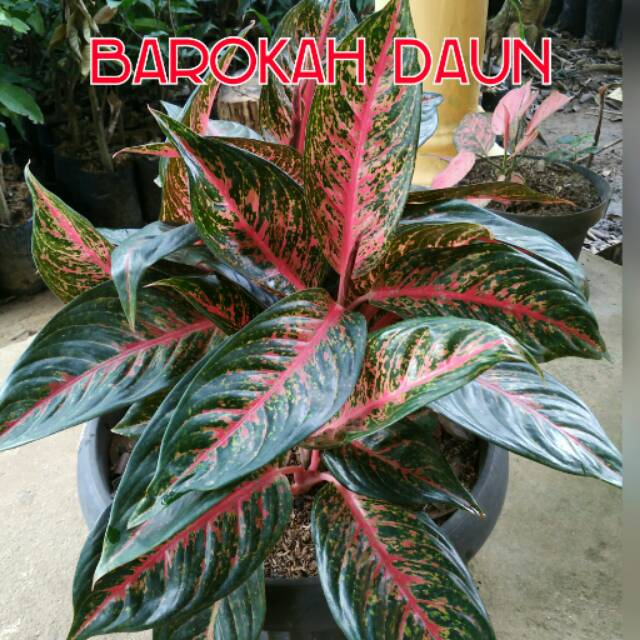 Bunga aglonema hot ledy