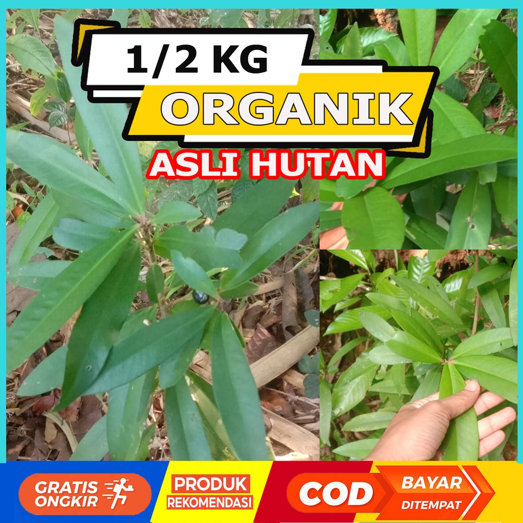 

Daun Lempeni Segar 500 gram Organik Pesan Petik Kirim