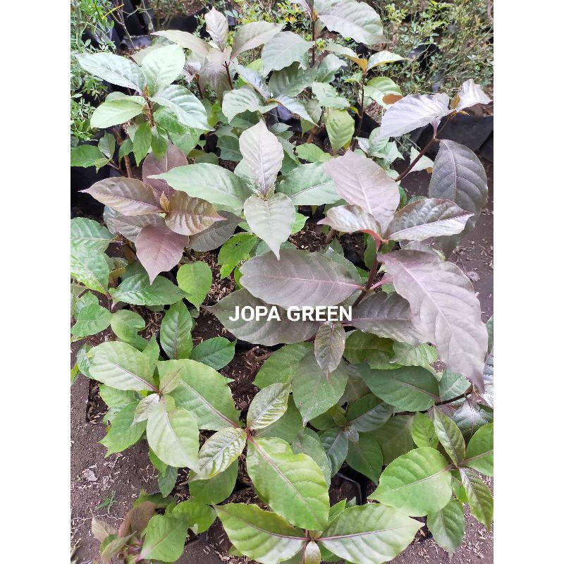 Bibit Tanaman Daun Ungu tanaman herbal