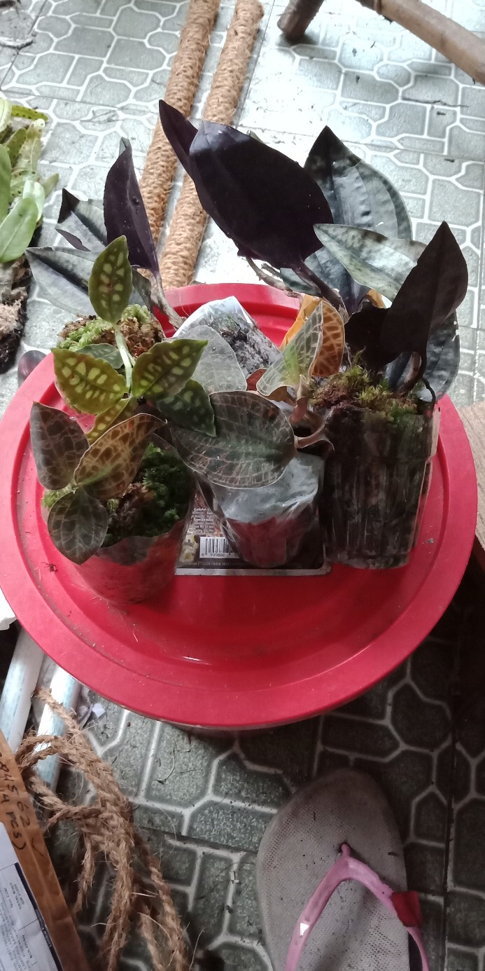 Anggrek Tanah Jewel Orchid/anoectochilus Rendwartii/anoectochilus Sp/macodes Petola