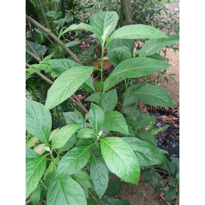 

Daun sambung nyawa per 100gram
