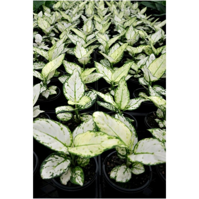 Bonggolan Aglonema Super White