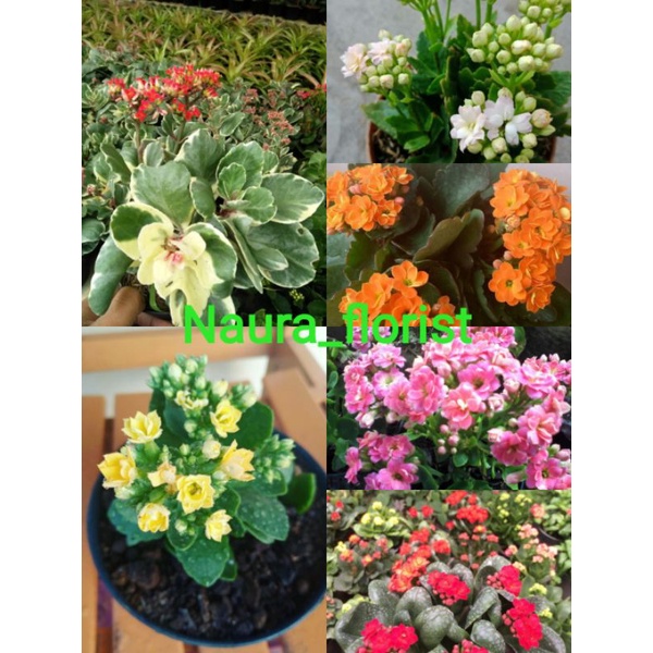 tanaman hias cocor bebek calancoe /calandiva bunga tumpuk