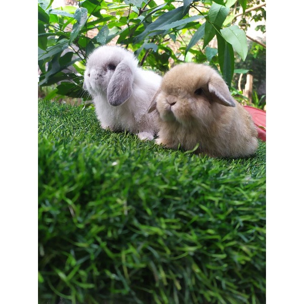 Holland Lop Murah