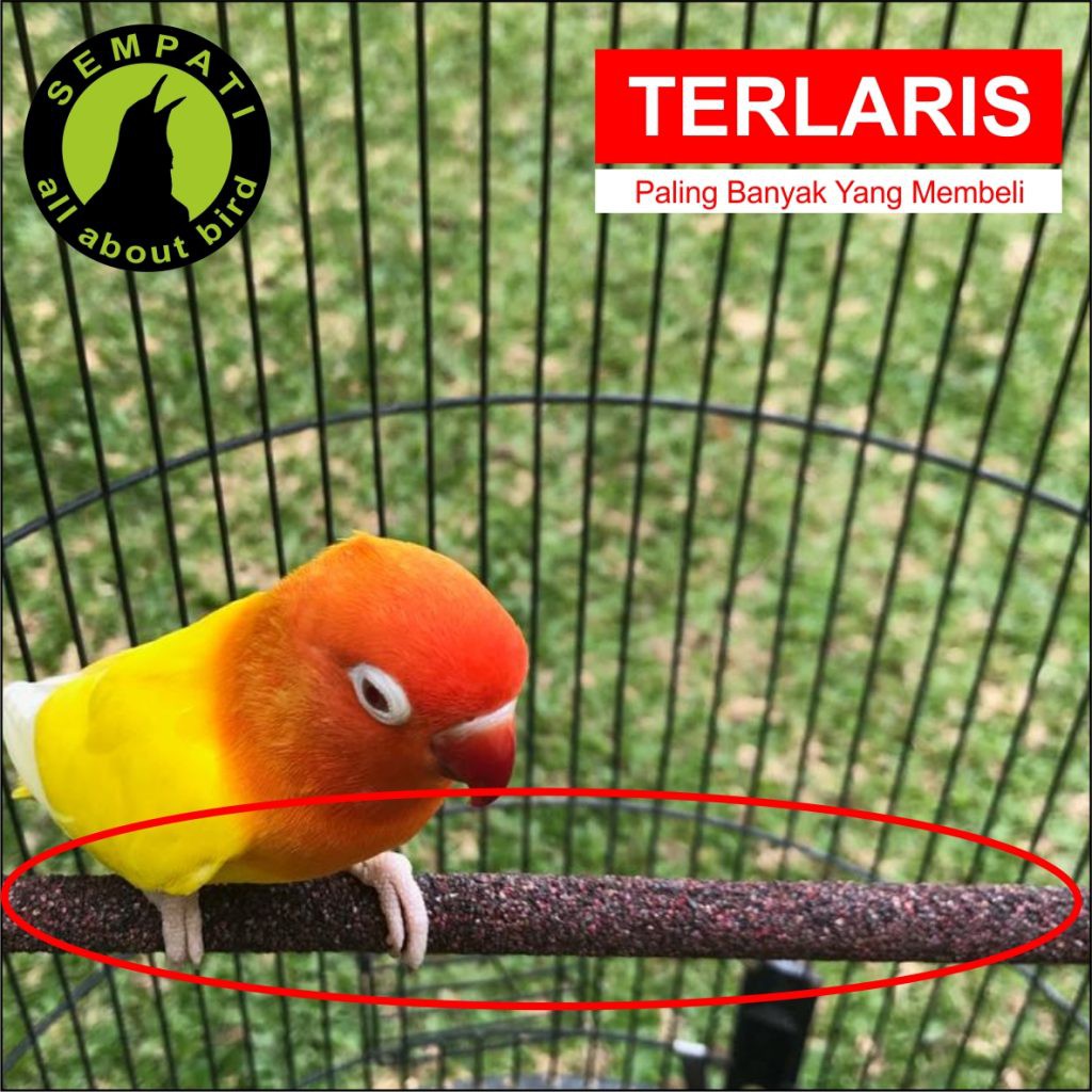 Tangkringan Sangkar Burung Kenari Lovebird Pasir Laut Warna Merk