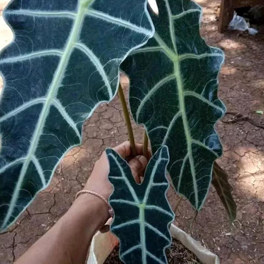 Barang Pilihan Tanaman Hias Keladi Tengkorak Amazon Caladium Shopee Indonesia