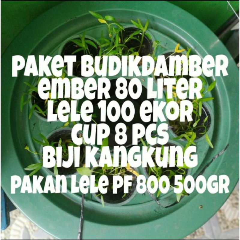 ember ternak lele / budikdamber ikan lele / ember budidaya ikan lele