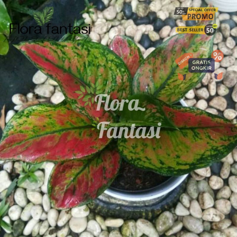 promo aglonema heng heng anakan (Tanaman hias hidup indoor murah besar dan rimbun--bunga hias hidup-